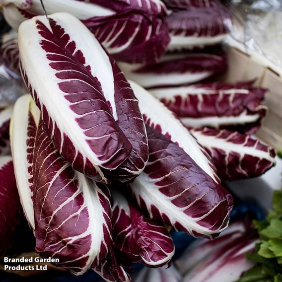 Chicory 'Rossa Di Treviso' - Organic Seeds