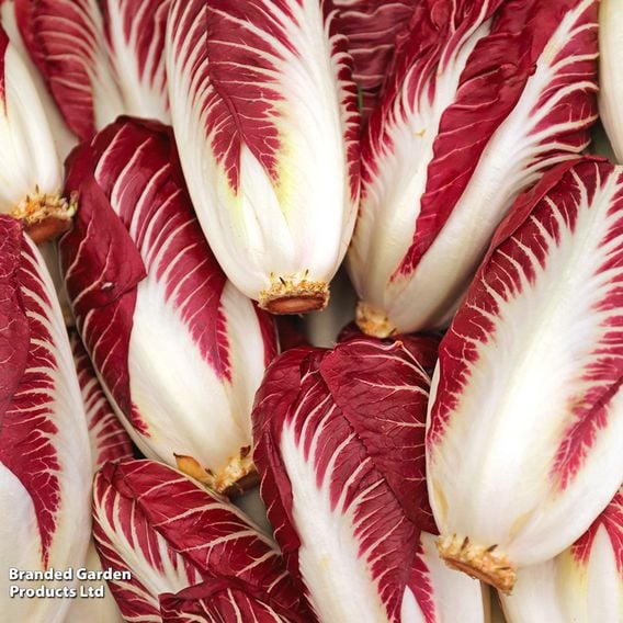 Chicory 'Rossa Di Treviso' - Organic Seeds