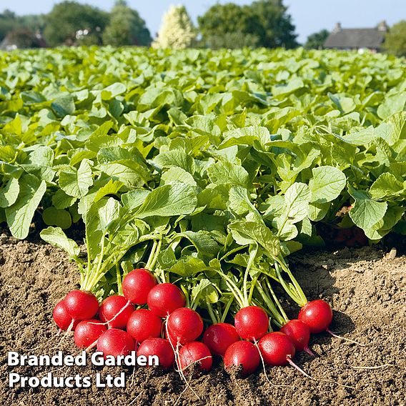 Radish 'Rudolf' - Organic Seeds