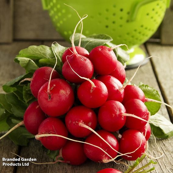 Radish 'Scarlet Globe' - Organic Seeds