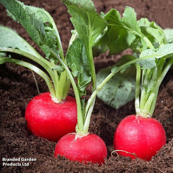 Radish 'Scarlet Globe' - Organic Seeds