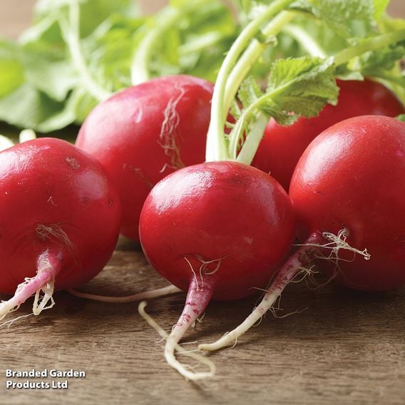 Radish 'Scarlet Globe' - Organic Seeds