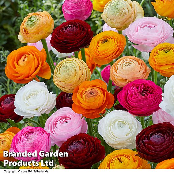161 Summer Saver Bulb Collection