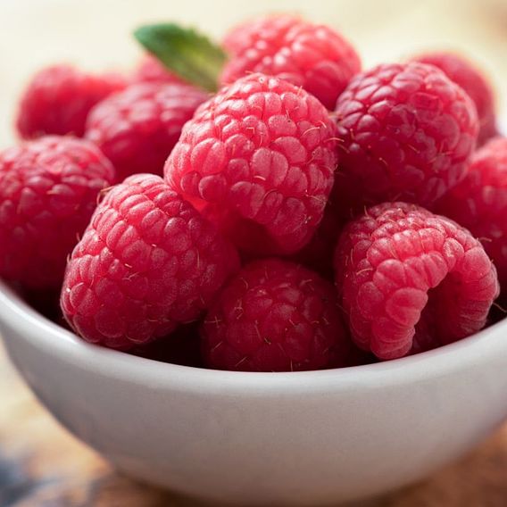 Raspberry 'Glen Ample'