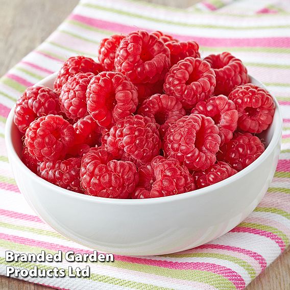 Raspberry 'Glen Ample' (Summer fruiting)