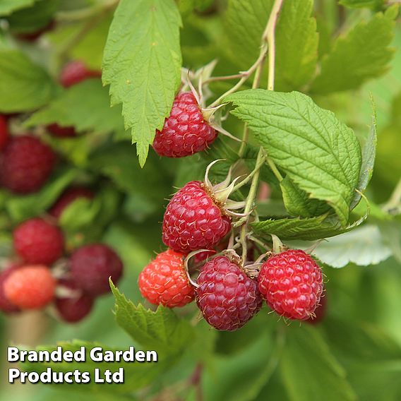 Raspberry 'Glen Ample' (Summer fruiting)