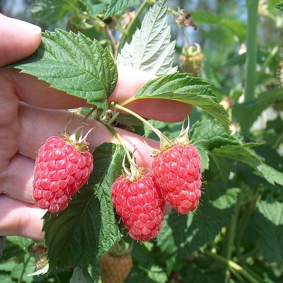 Raspberry 'Malling Minerva' (Summer fruiting)