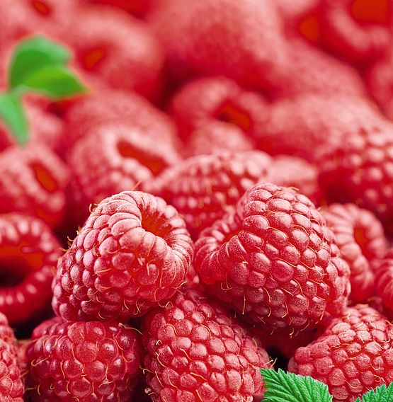 Raspberry 'Octavia' (Summer fruiting)