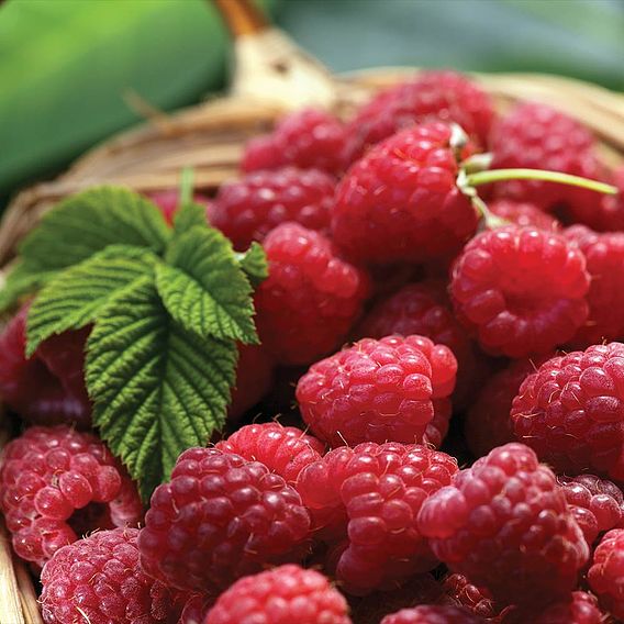 Raspberry Tulameen - Organic