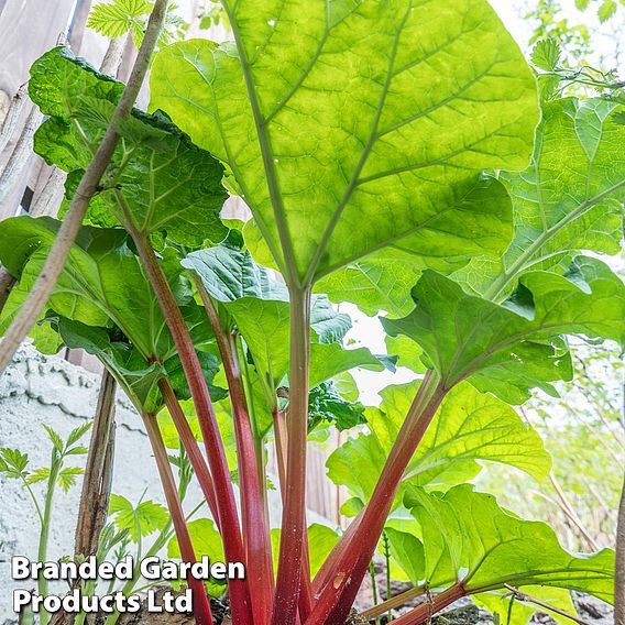 Rhubarb Crowns - Taster's Collection