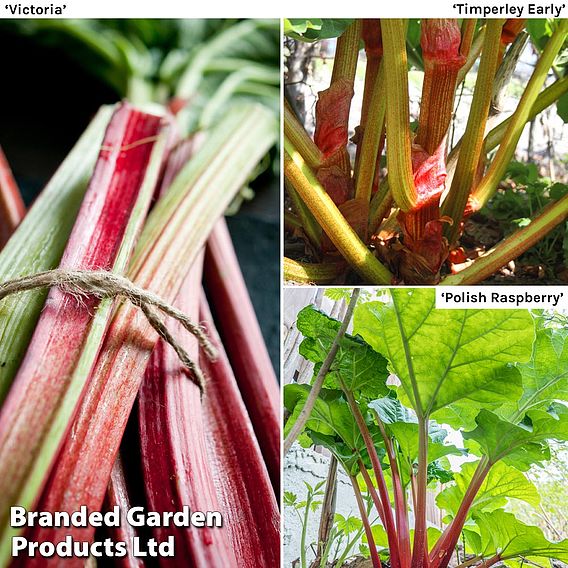 Rhubarb Crowns - Taster's Collection