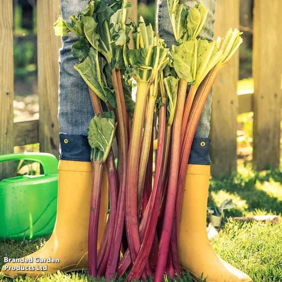 Rhubarb 'Glaskins Perpetual' - Organic Seeds