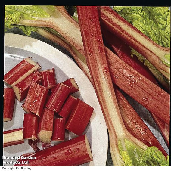 Rhubarb 'Glaskins Perpetual' - Organic Seeds