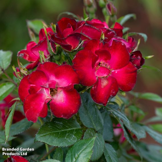 Rose 'Everglow Ruby' (Shrub)