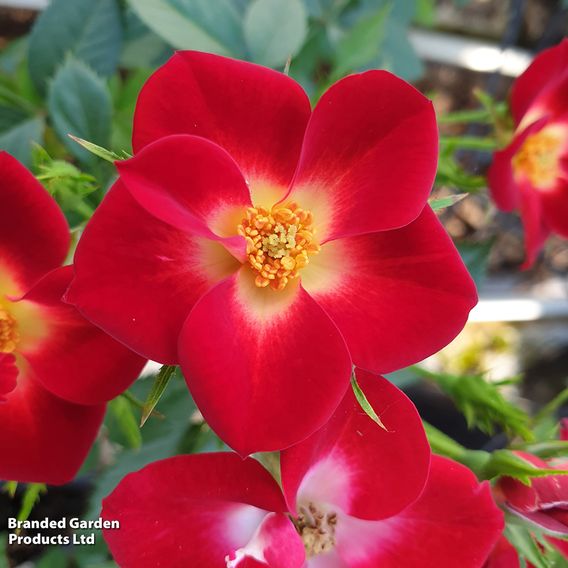 Rose 'Everglow Ruby' (Shrub)
