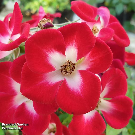 Rose 'Everglow Ruby' (Shrub)