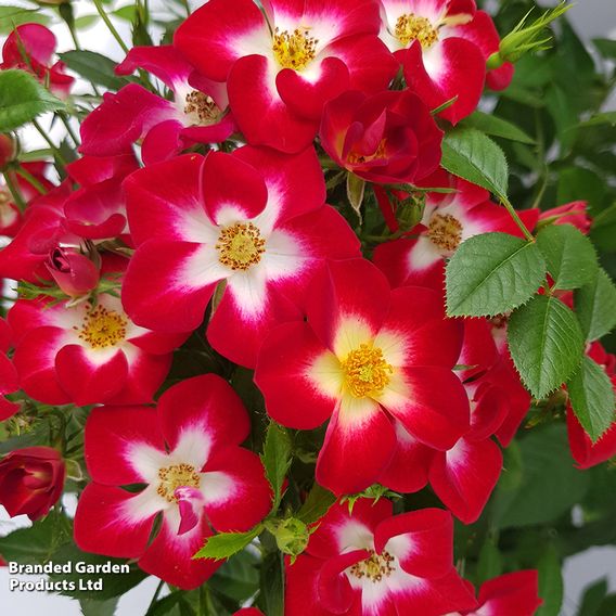 Rose 'Everglow Ruby' (Shrub)