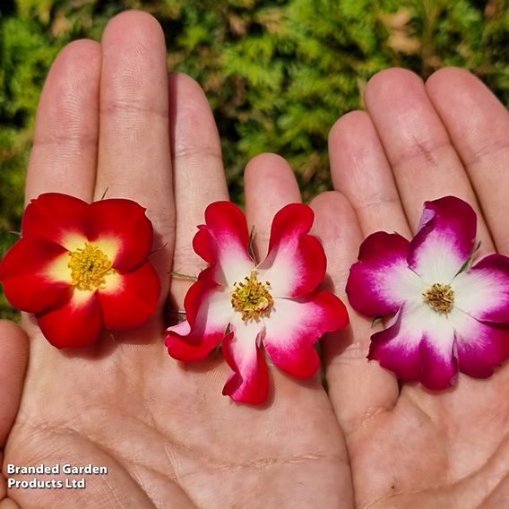 Rose 'Everglow Ruby' (Shrub)