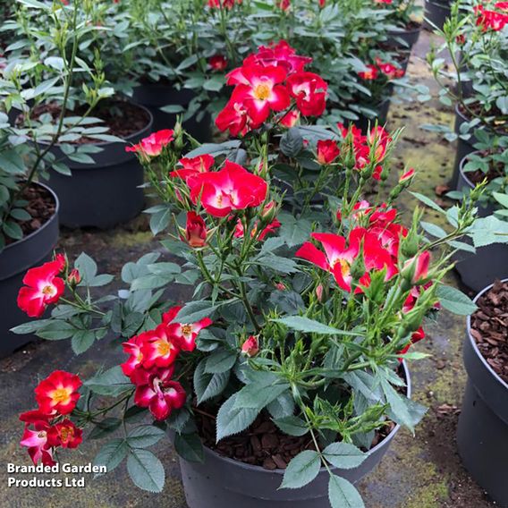 Rose 'Everglow Ruby' (Shrub)