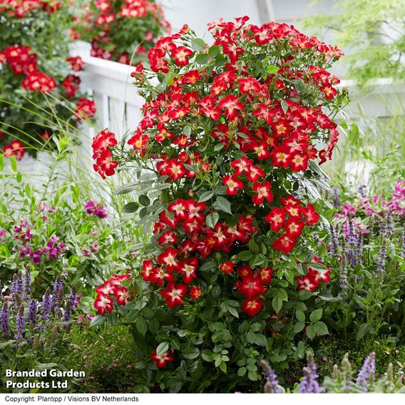 Rose 'Everglow Ruby' (Shrub)