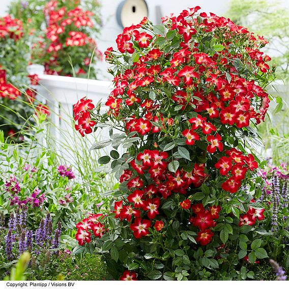 Rose 'Everglow Ruby' (Shrub)