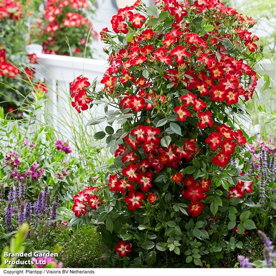 Rose 'Everglow Ruby' (Shrub)