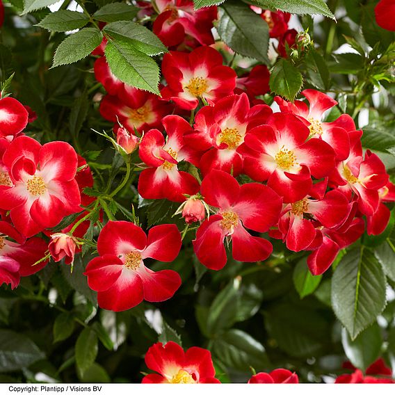 Rose 'Everglow Ruby' (Shrub)