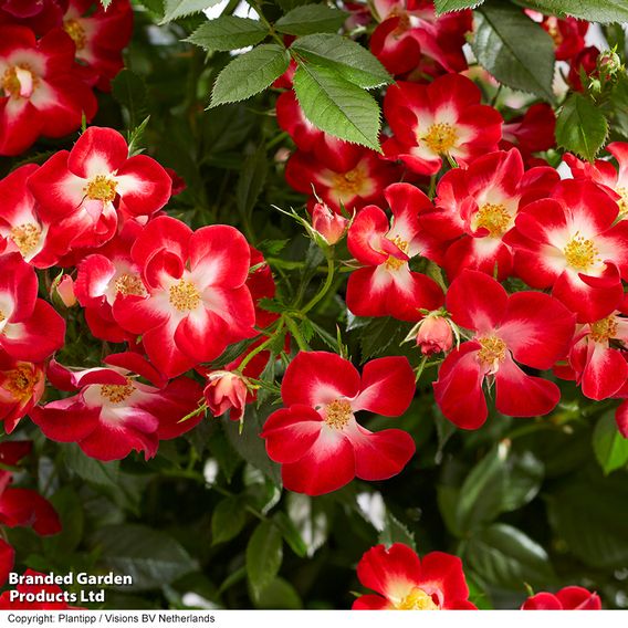 Rose 'Everglow Ruby' (Shrub)