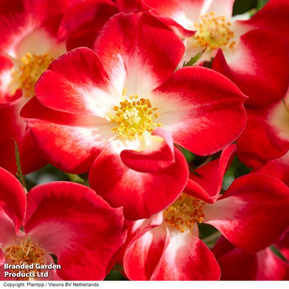 Rose 'Everglow Ruby' (Shrub)