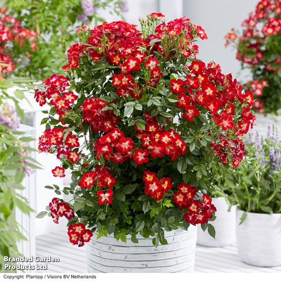 Rose 'Everglow Ruby' (Shrub)