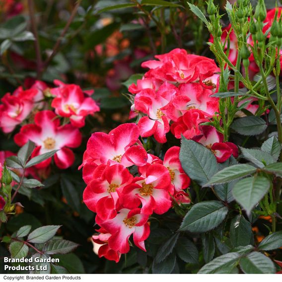 Rose 'Everglow Ruby' (Shrub)