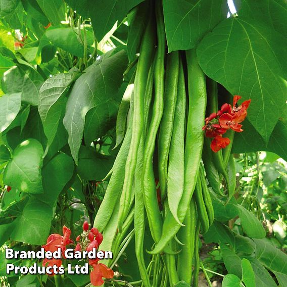 Runner Bean Seeds - Firestorm