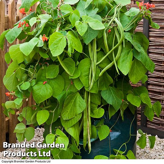 Runner Bean Seeds - Firestorm