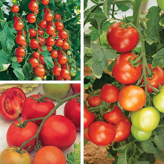 Tomato Gardeners Favourite Collection (Grafted)