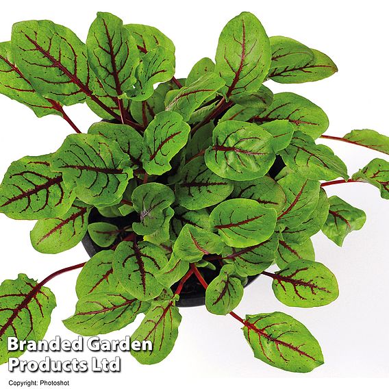 Sorrel 'Bloody Dock' - Organic Seeds