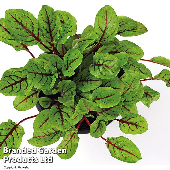 Sorrel 'Bloody Dock' (Organic) - Seeds