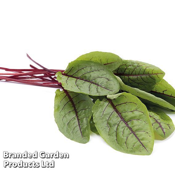 Sorrel 'Bloody Dock' (Organic) - Seeds