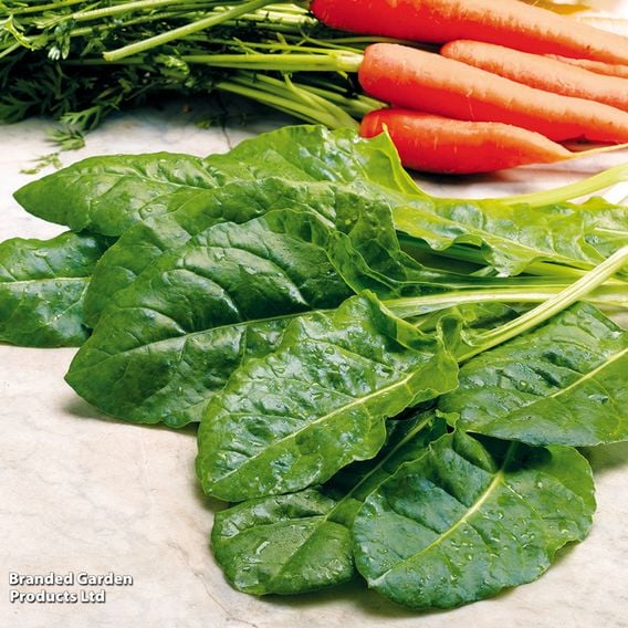 Spinach Perpetual 'Erbette' - Organic Seeds