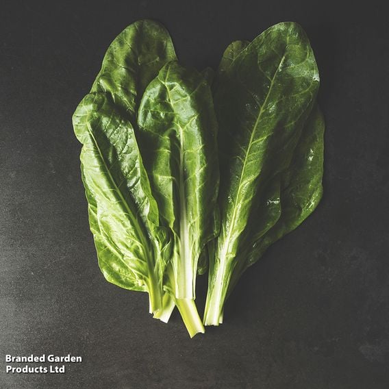 Spinach Perpetual 'Erbette' - Organic Seeds