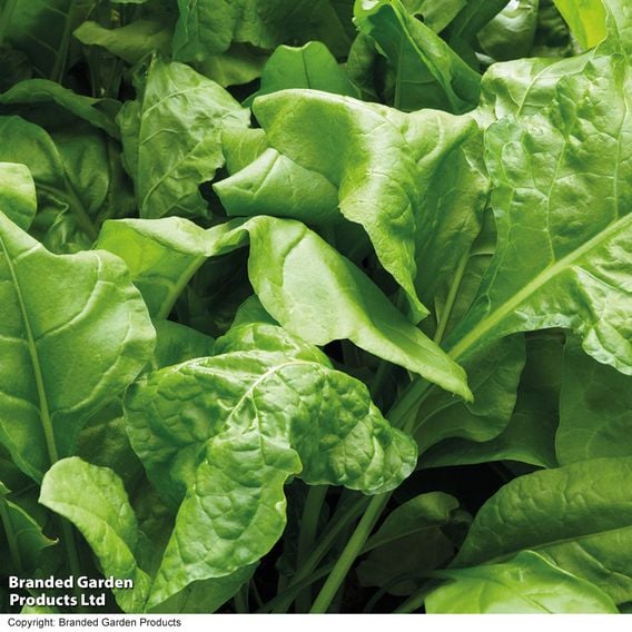 Swiss Chard 'Perpetual Spinach' - Organic Seeds