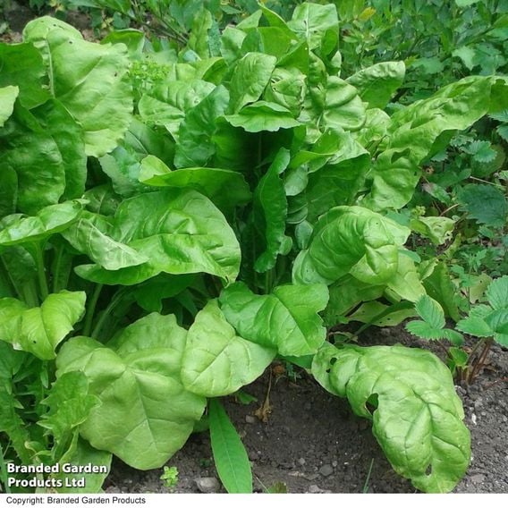 Swiss Chard 'Perpetual Spinach' - Organic Seeds