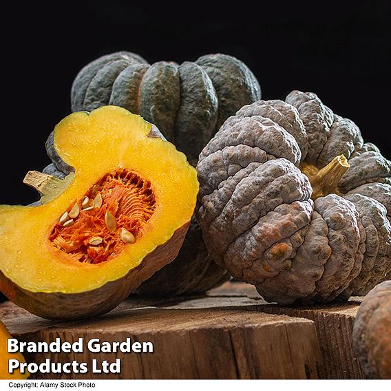 Squash 'Futsu Black Early' (Winter) - Seeds