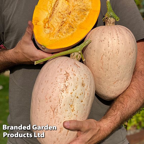 Squash Jumbo Pink Banana (Winter) Seeds