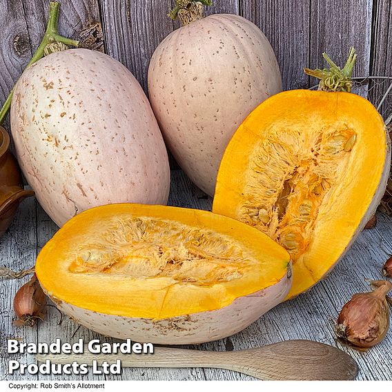 Squash Jumbo Pink Banana (Winter) Seeds