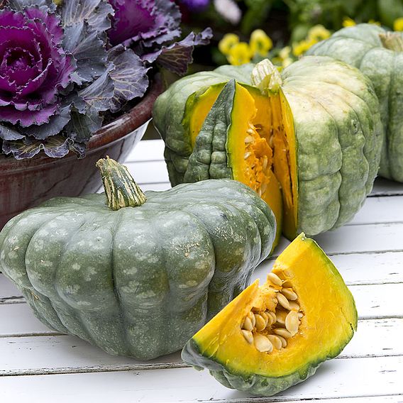 Squash Seeds - Queensland Blue