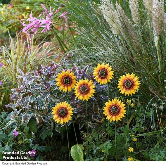 Garden Gear - Metal Sunflower Stakes