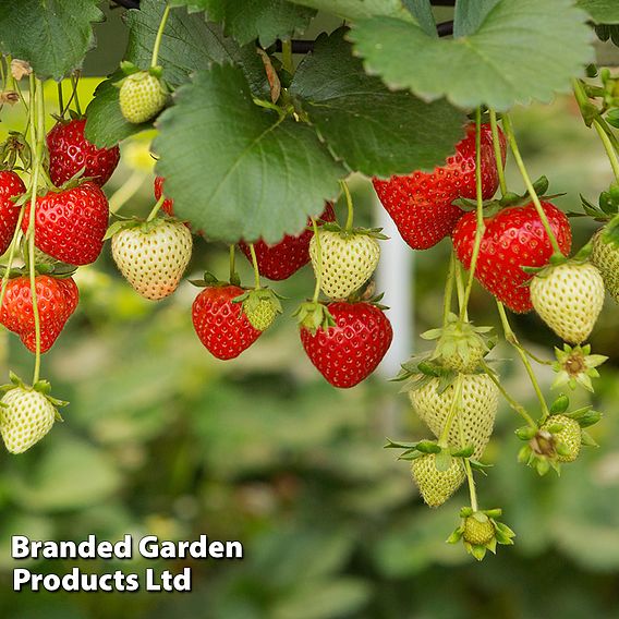 Strawberry 'Elsanta'