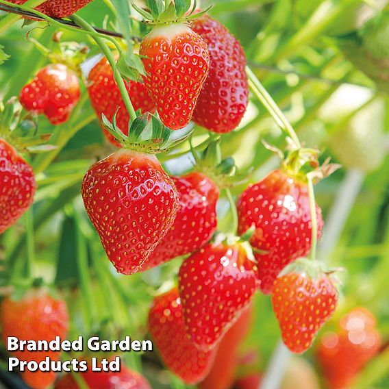 Strawberry 'Flamenco' (Everbearer/ All Season)