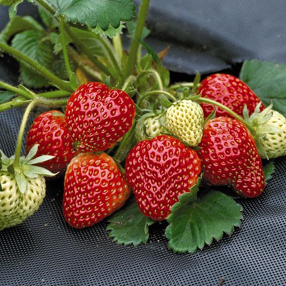 Strawberry Full Season Collection