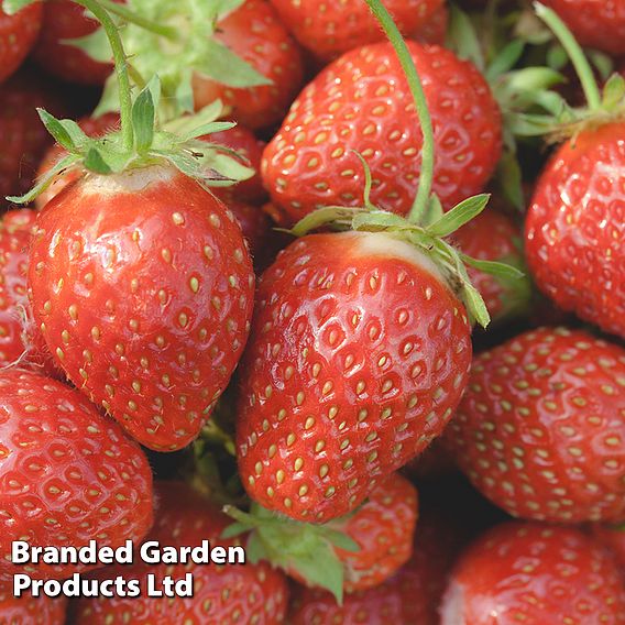 Strawberry 'Pegasus' (Mid to Late Season)